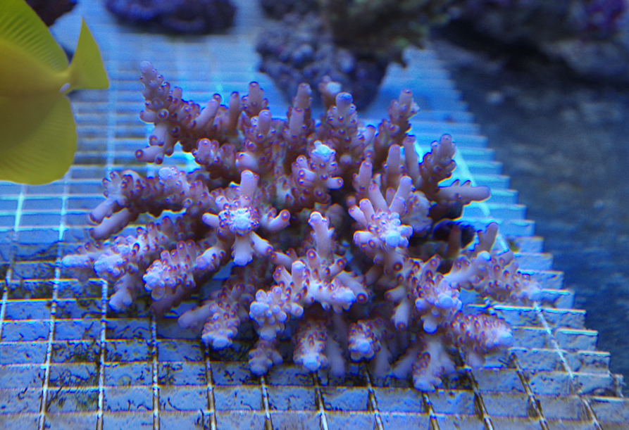 Acropora peied mere