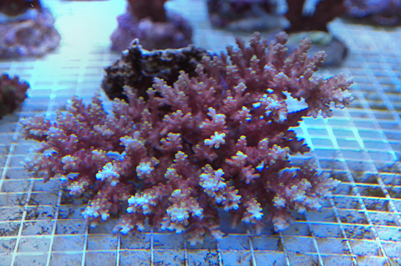Acropora latistella