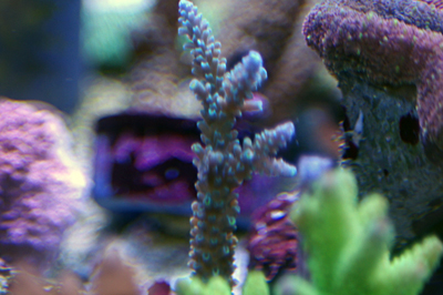 Acropora pointes bleues