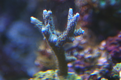 Acropora brun