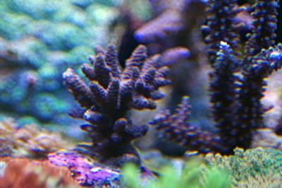 Acropora