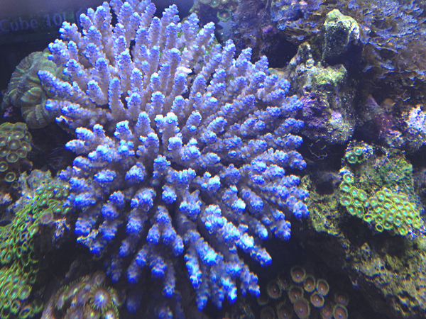 Acropora bleu provenance Australie