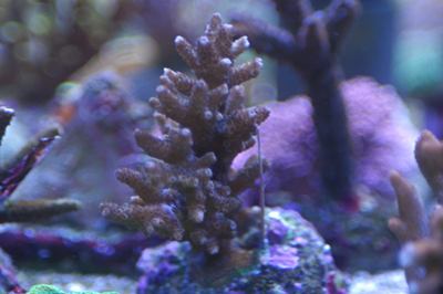 Bouture d'acropora