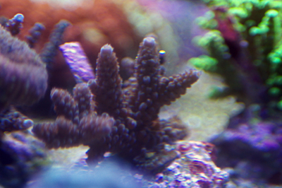 Acropora brun rouge