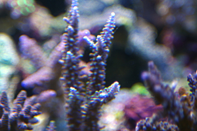 Acropora