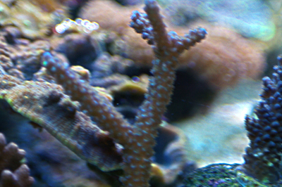 Acropora corne de certf