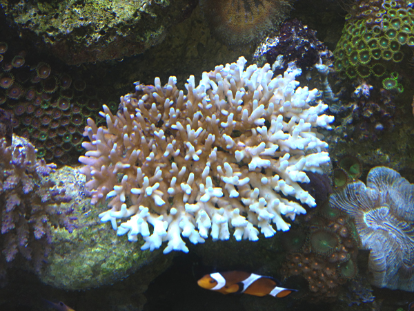 Acropora granulosa