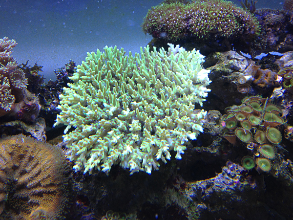 Acropora vert provenance Australie