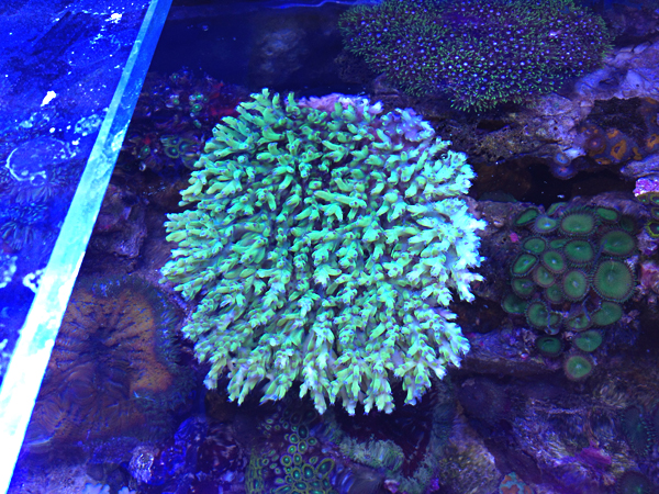 Acropora vert vue du dessus