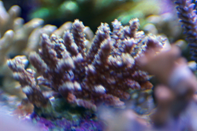 Acropora