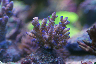 Bouture d'acropora