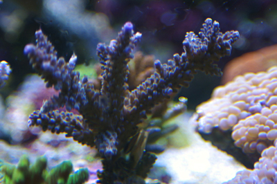 Boutured'acropora brun