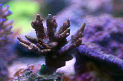 Bouture acropora