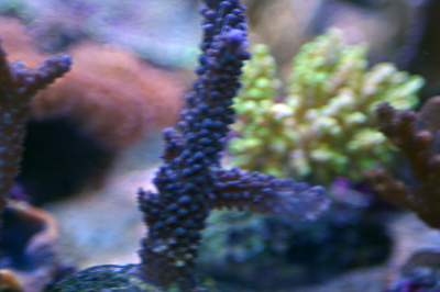 Branche d'acropora