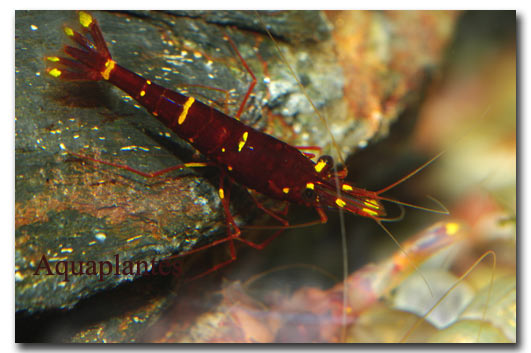 Red chek shrimp