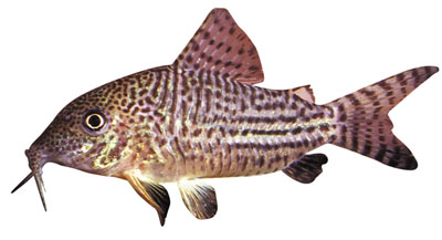 Corydoras