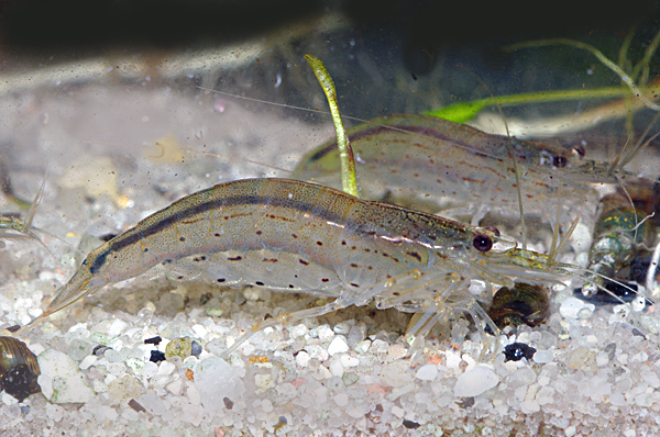 Amano Shrimp Caridina multidentata japonica