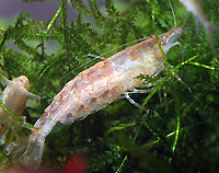 Caridina babaulti