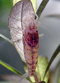 Caridina babaulti