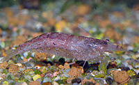 Caridina babaulti