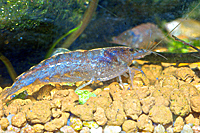 Caridina babaulti