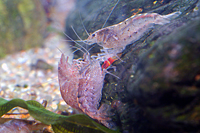 Caridina babaulti