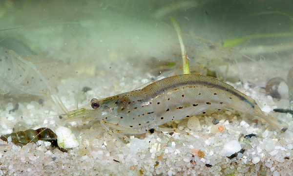 Caridina japonica