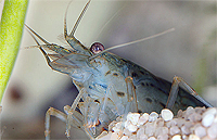 Caridina multidentata Amano shrimp