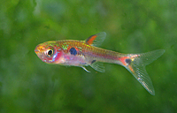 Boraras maculatus