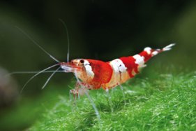 red crystal caridina