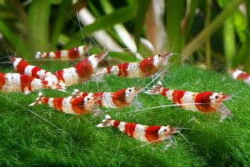 caridina cristal red