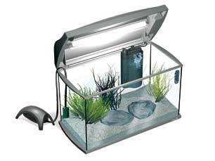 Aquarium tetra pour crevette