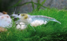 Neocaridina white perle zhangjiajiensis