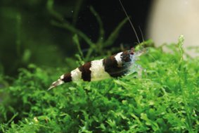 Caridina breviata