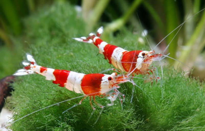 Caridina crystal red