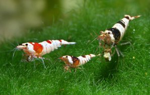 caridina