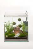 démarage d'un nano aquarium d'eau douce