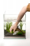 plantation et plante pour nano aquarium