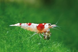 caridina red bee