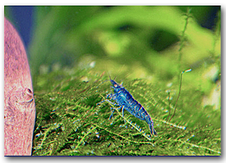 Caridina cf.babaulti « blue »