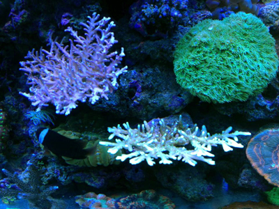 Acropora