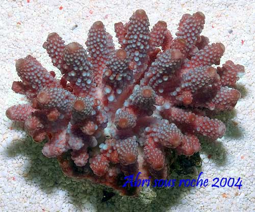acropora humilis