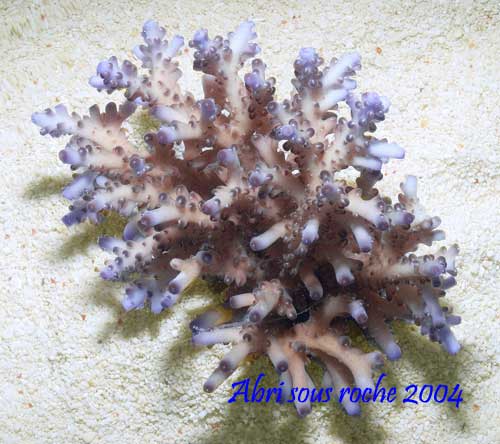 Acropora Loripes