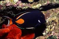 Acanthurus achilles