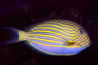 Acanthurus lineatus