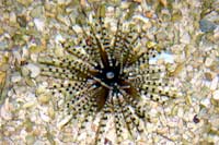 Echinotrix calamaris