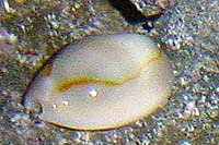 Errosaria annulus