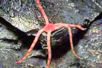 Ophiure caraibe