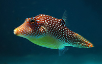 Canthigaster solandri