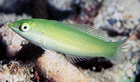 Halichoeres chloropterus